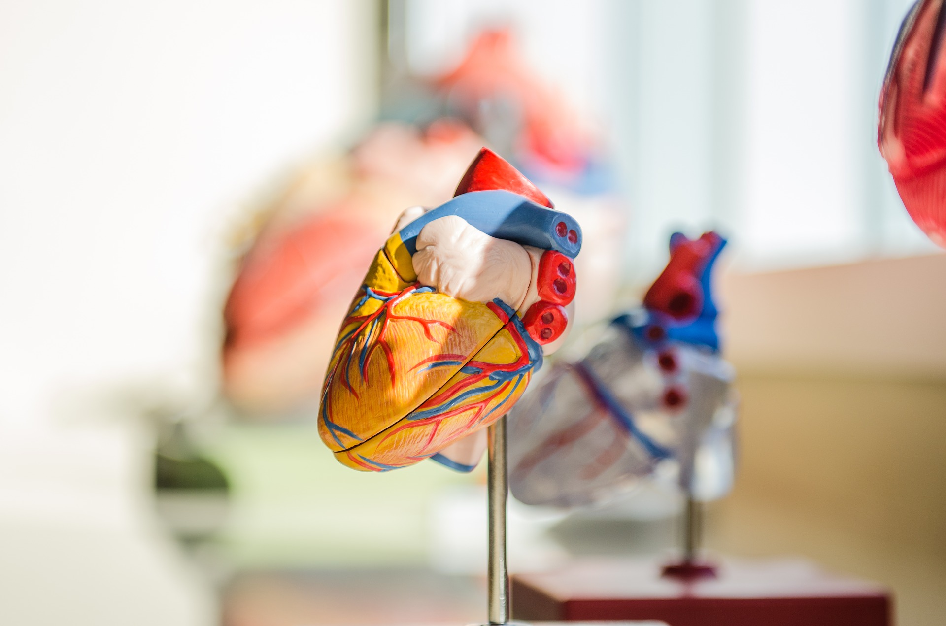 Model of a human heart