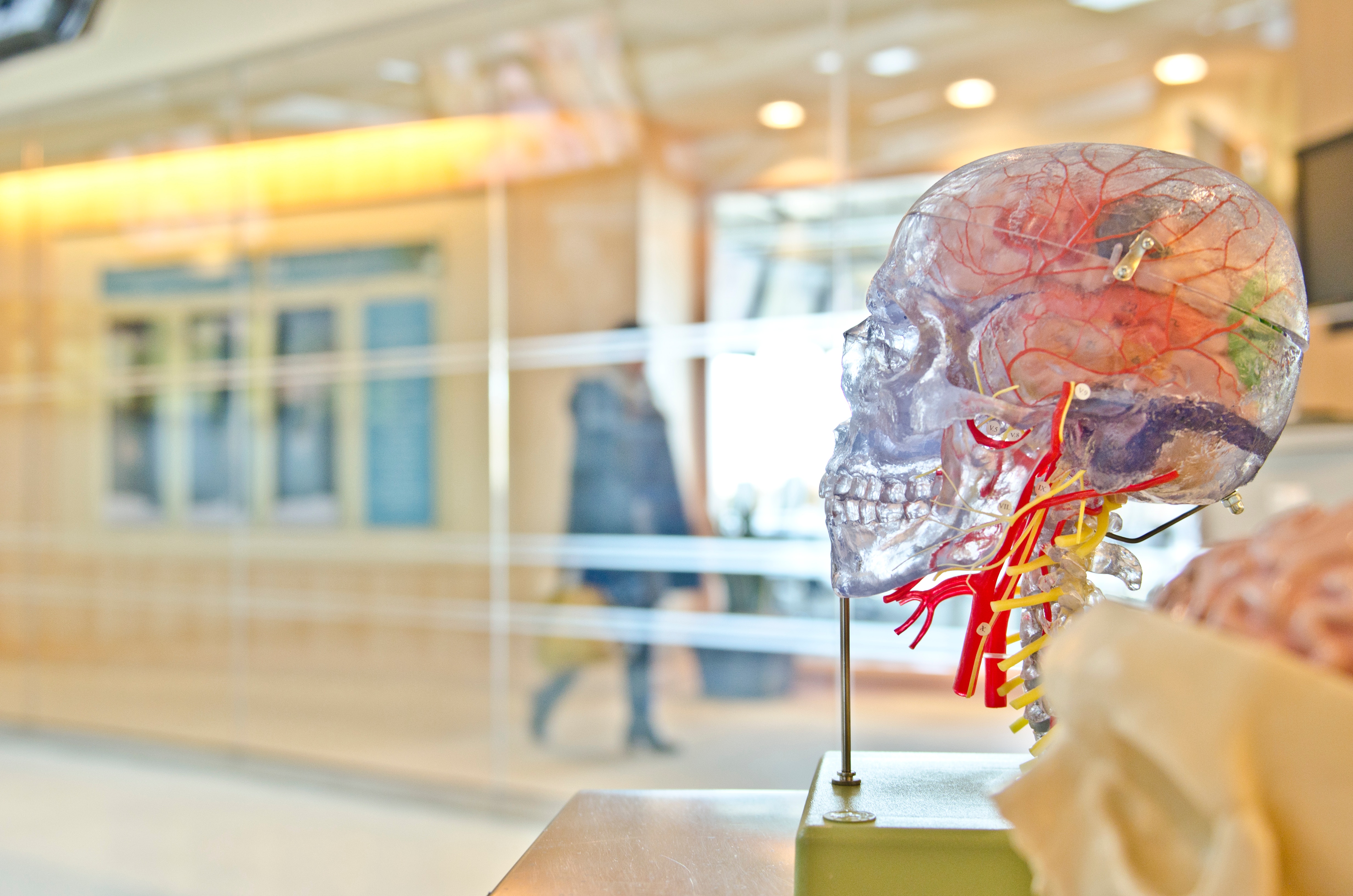 Model of a human skull and brain