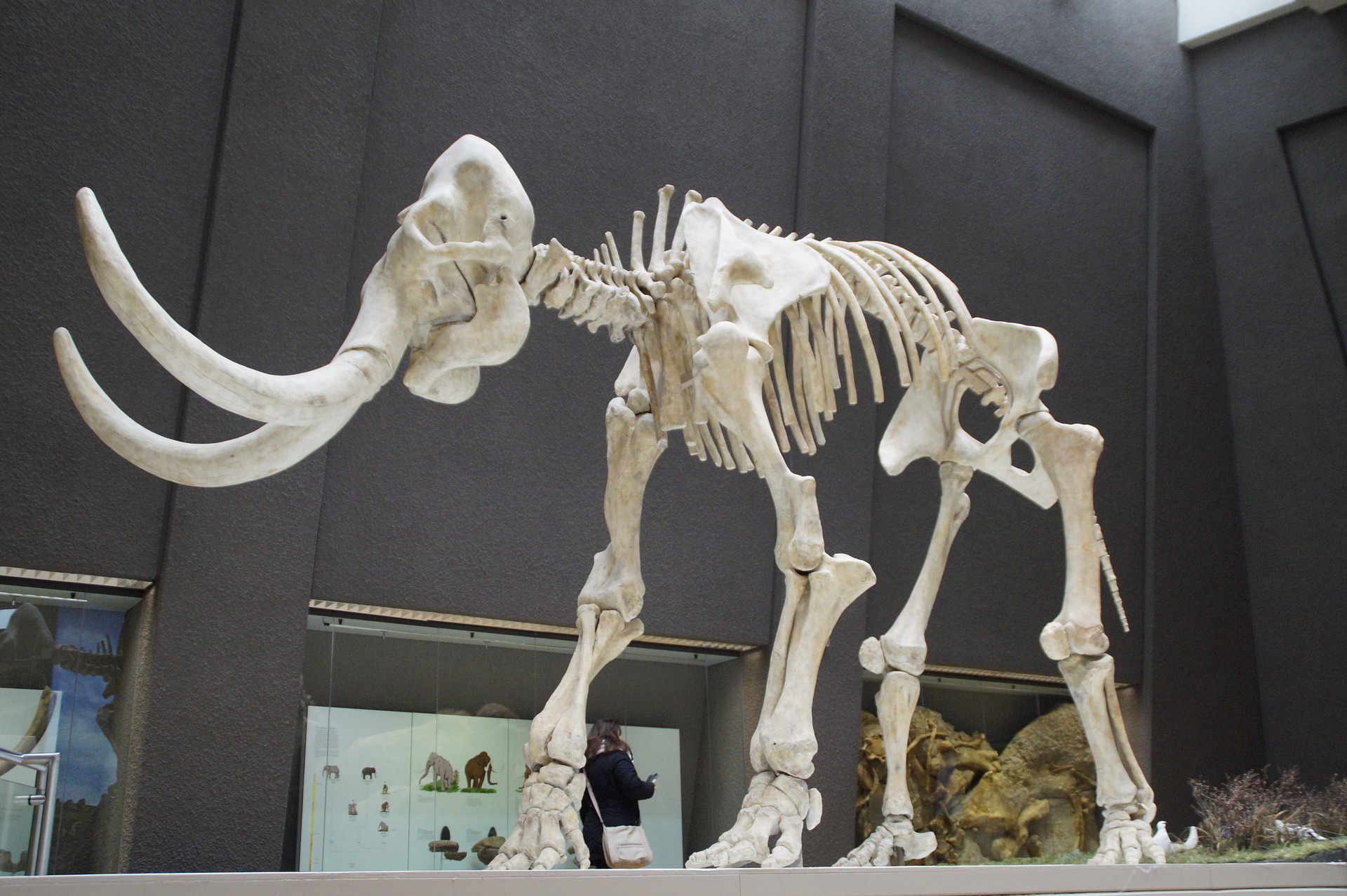 Mammoth skeleton in a museum