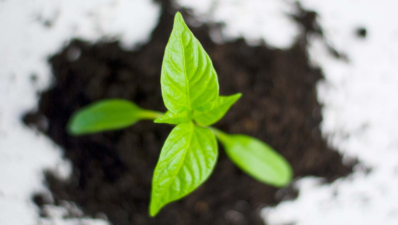 A green sprout