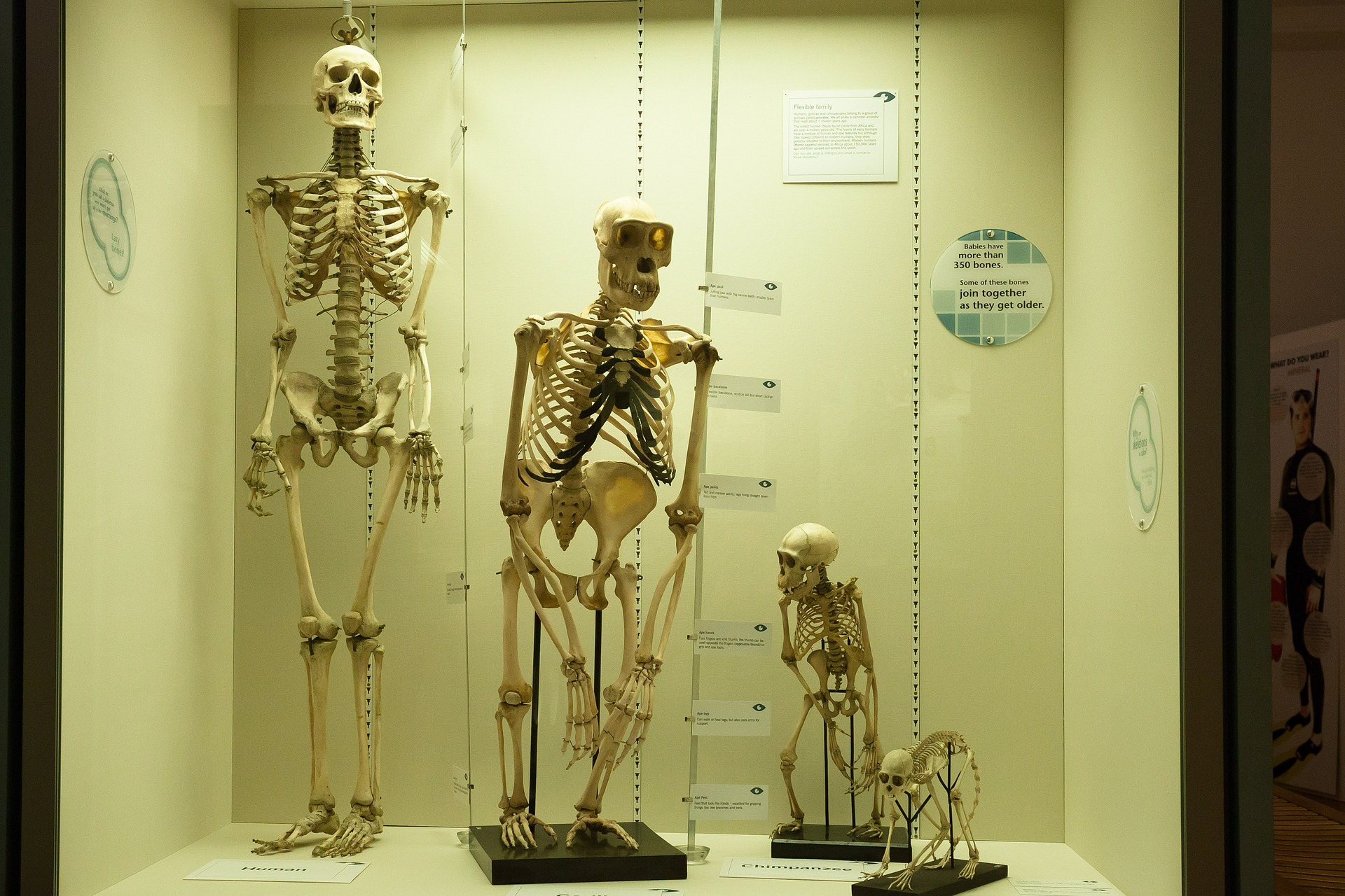 Four skeletons showing the evolution of humans